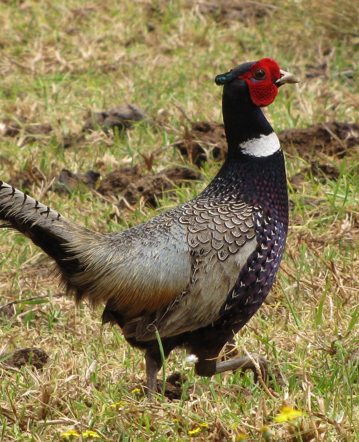 Ringnecked Pheasant (Phasianus colchicus) Hawaii